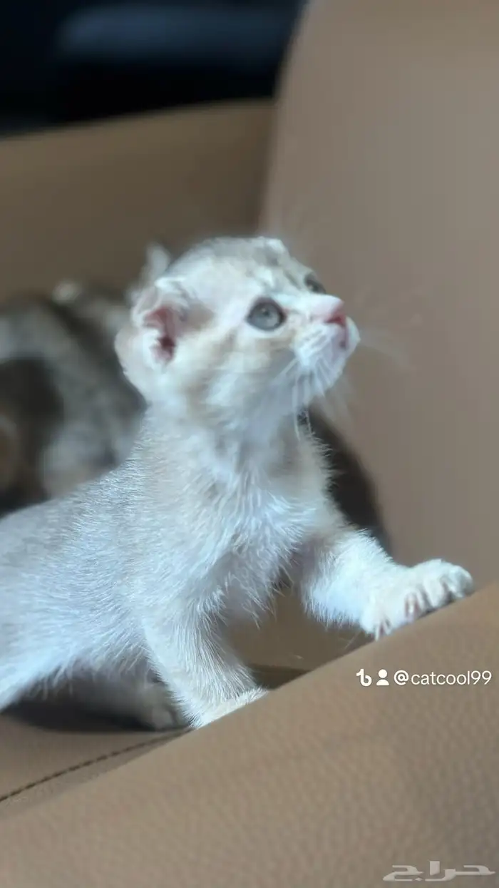 للبيع يوجد عرض سكوتش فولد لليوم توصيل مجاني الدمام والخبر 2