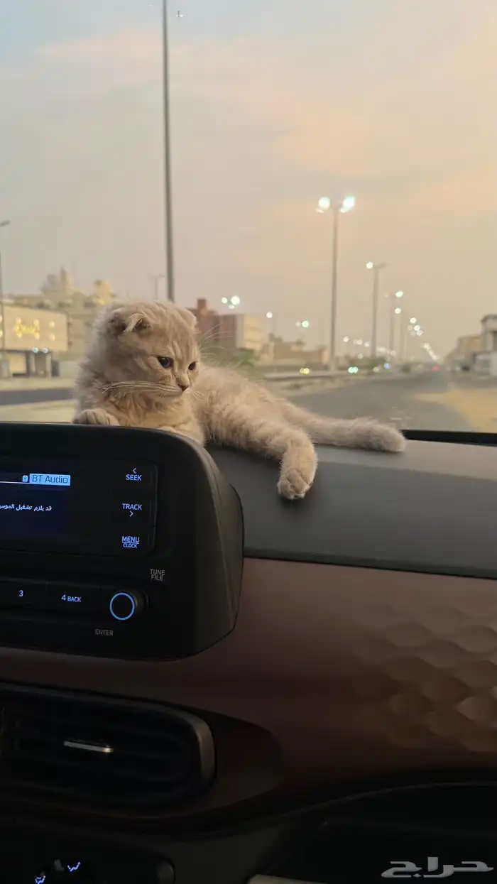 قطه بسه 0