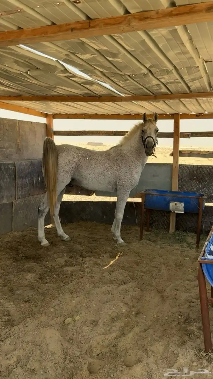 حصان شعبي فاخر 2