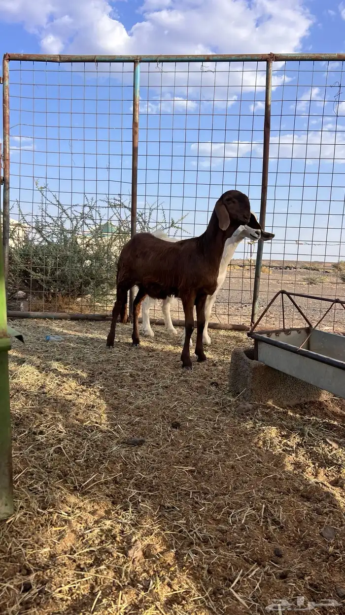 للبيع سواكنيه فاخره تم البيع 1