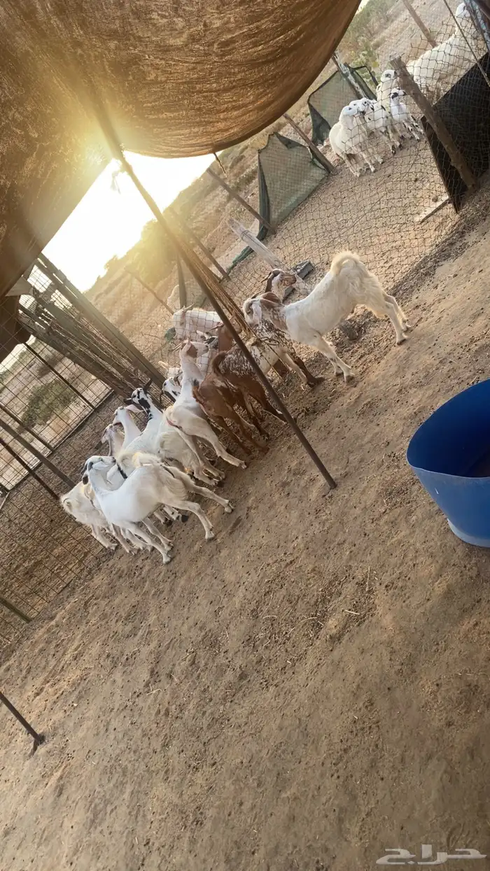 تيوس وجفرات ششرط بيشيه ومميزه 2