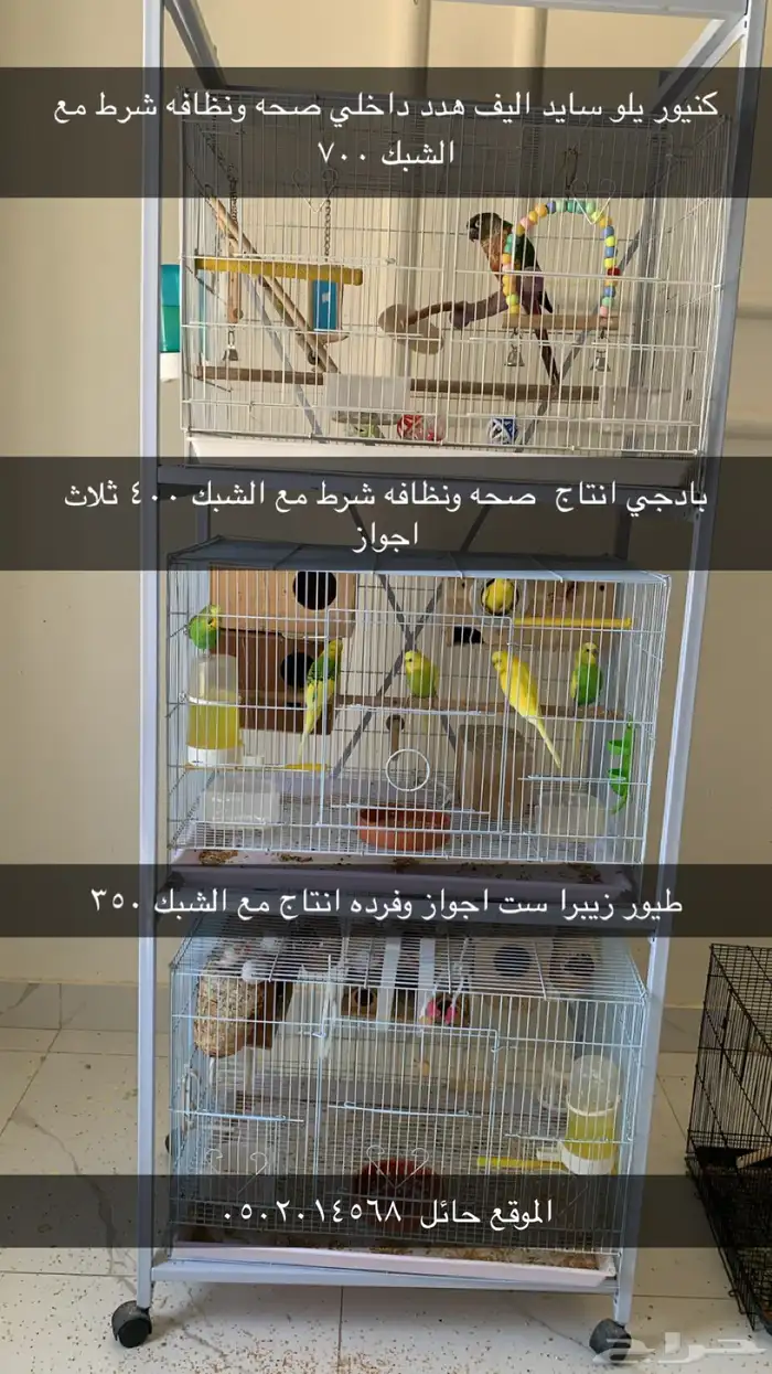 كنيور اليف . بادجي انتاج .زيبرا انتاج 0