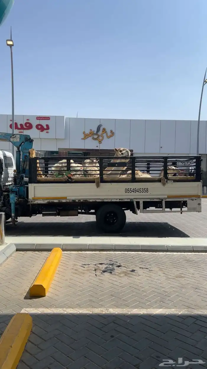 دناء للنقل الإبل داخل الخرج وخارجها 2