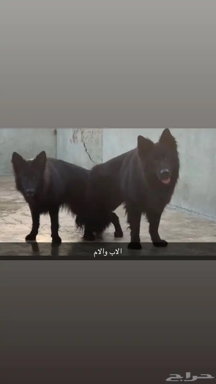 كلاب جيرمن للبيع (جراء) 10