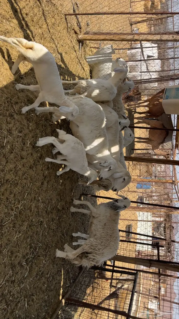 ضان حريات طيبات (تم البيع) 5