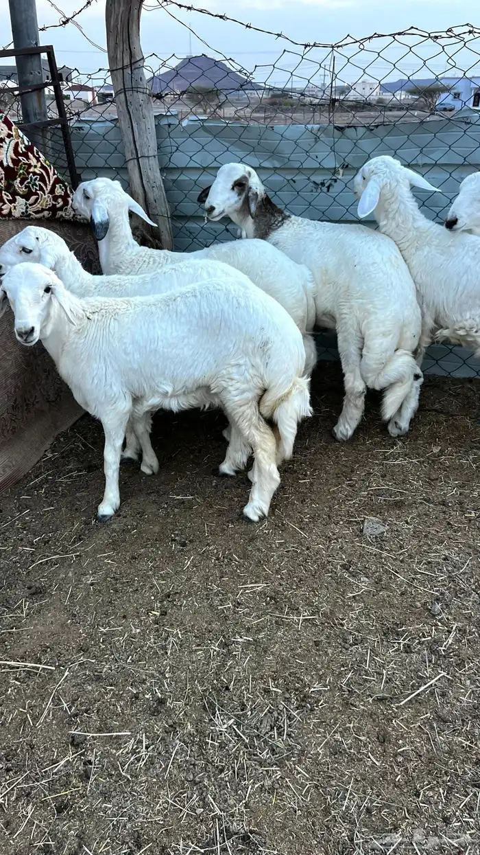 6طليان فيه رخل فل شحم وطراف ونظاف شرط (( تم البيع )) 2