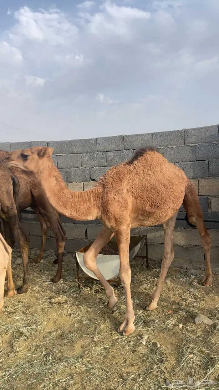 حشو مفاريد بريه( تم البيع ) 15