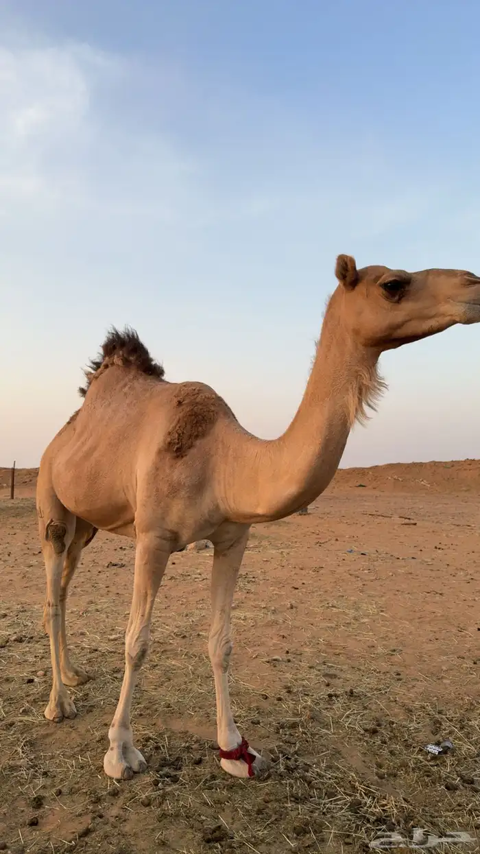 ناقه للبيع للتواصل 0