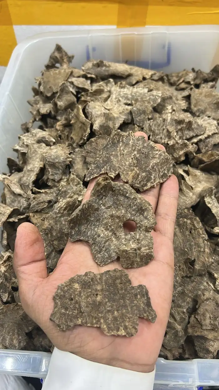 عود فيتنامي جار طبيعي جملة الجملة 0