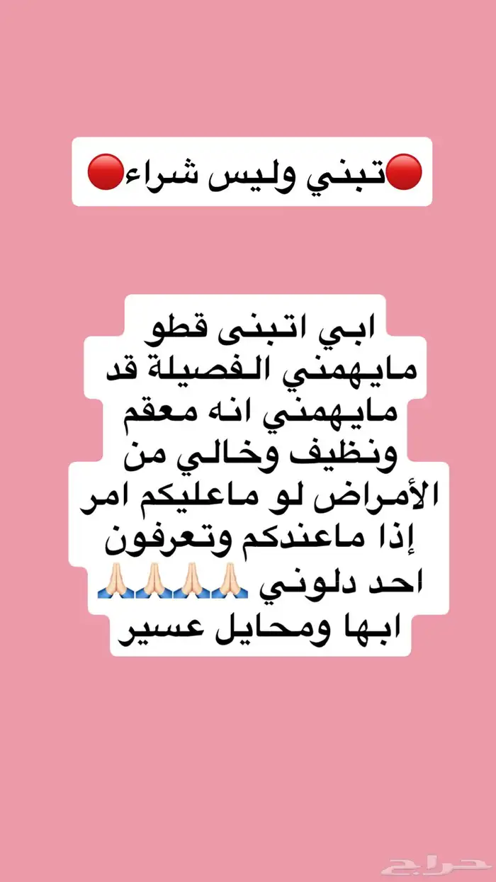 تبني قط 0