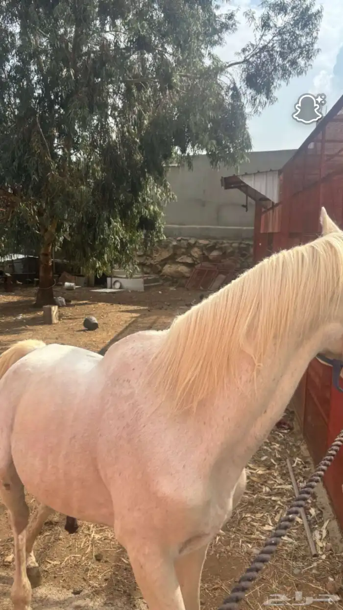 خيل شعبي كفو 2
