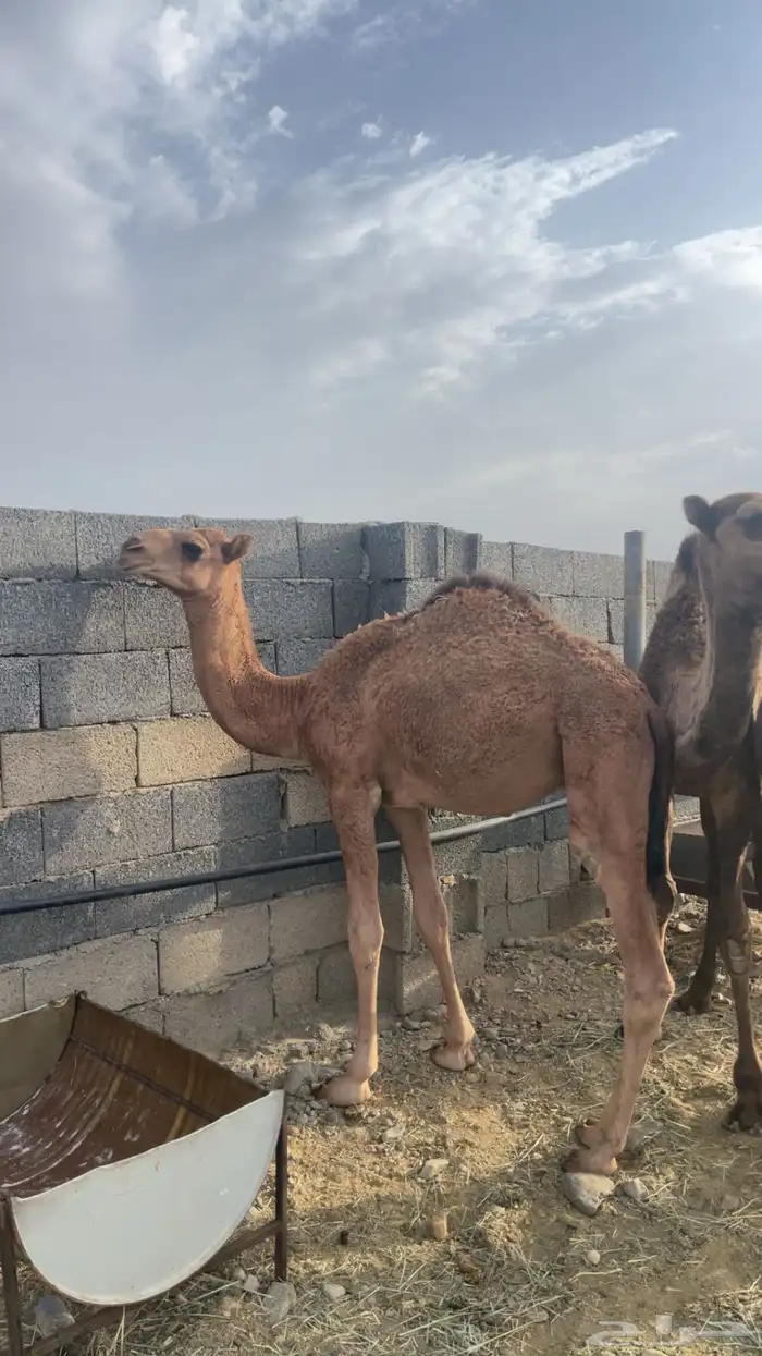 حشو مفاريد بريه( تم البيع ) 3