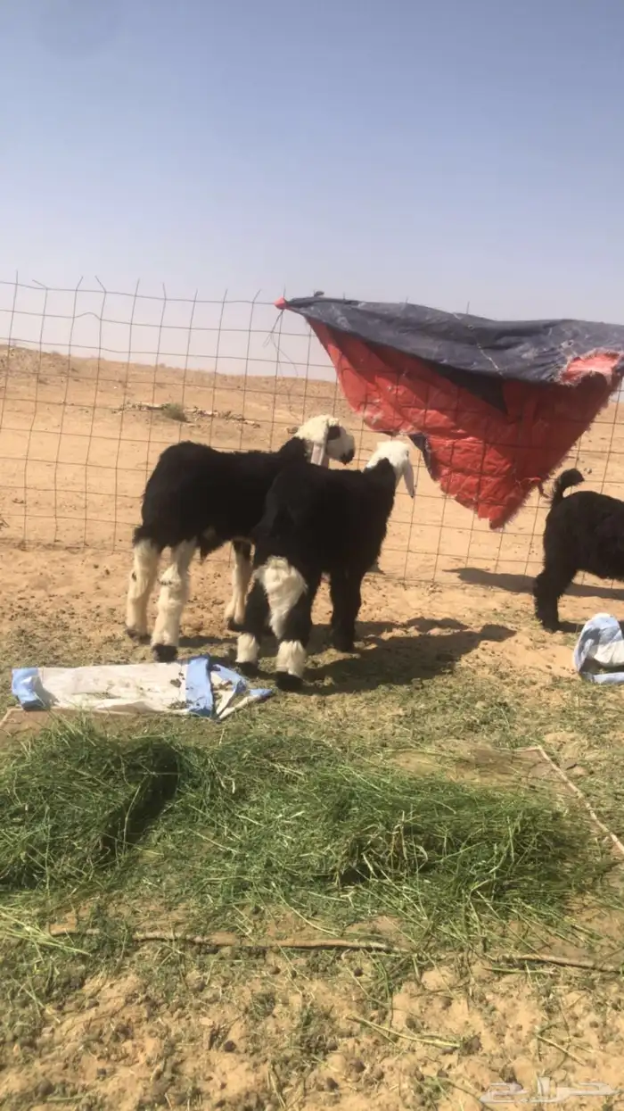 طليان تربيه 1