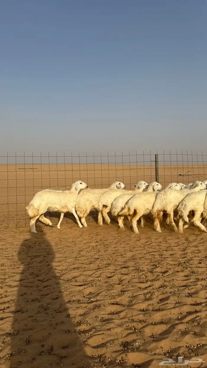 رخال حريات جذعات صنف 4