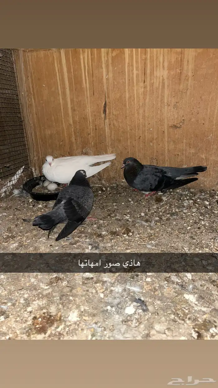 حمام صنعاني ابو شيبه 4