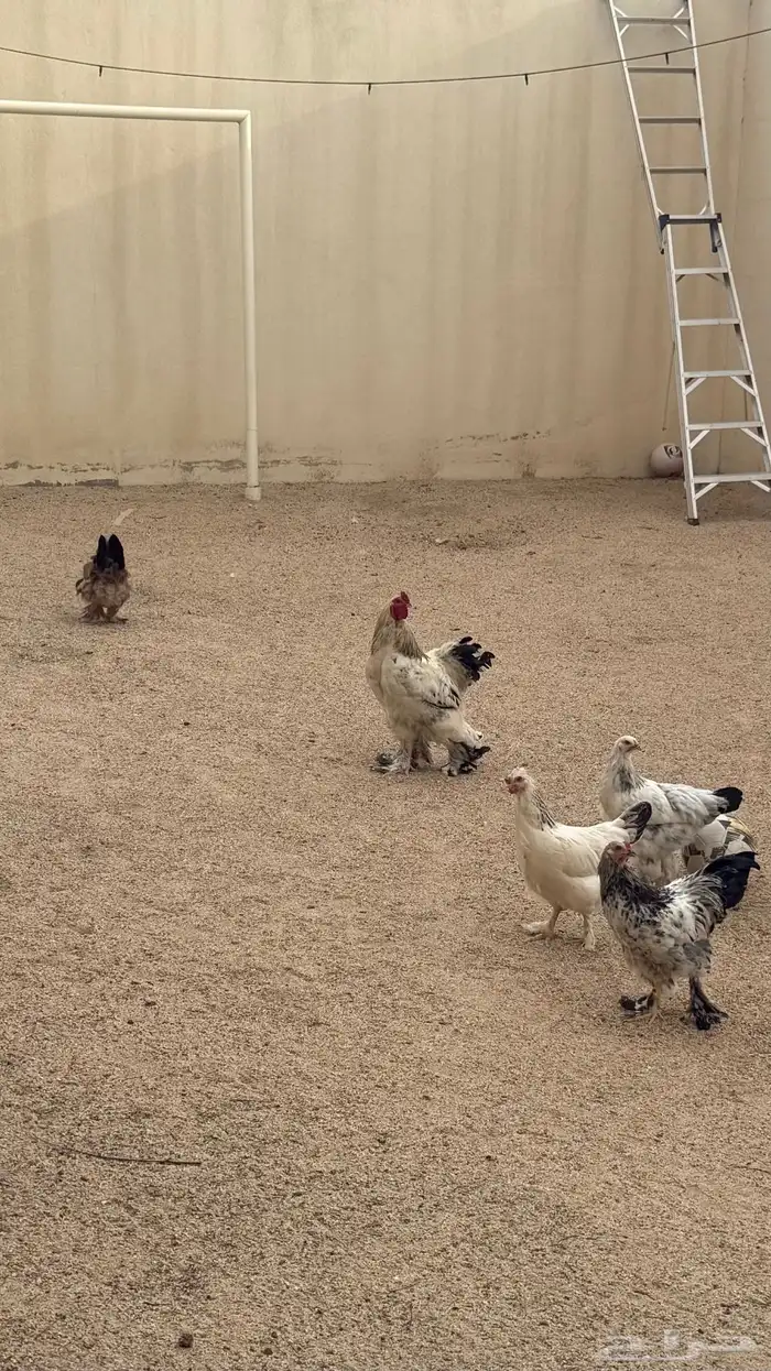 دجاج 2
