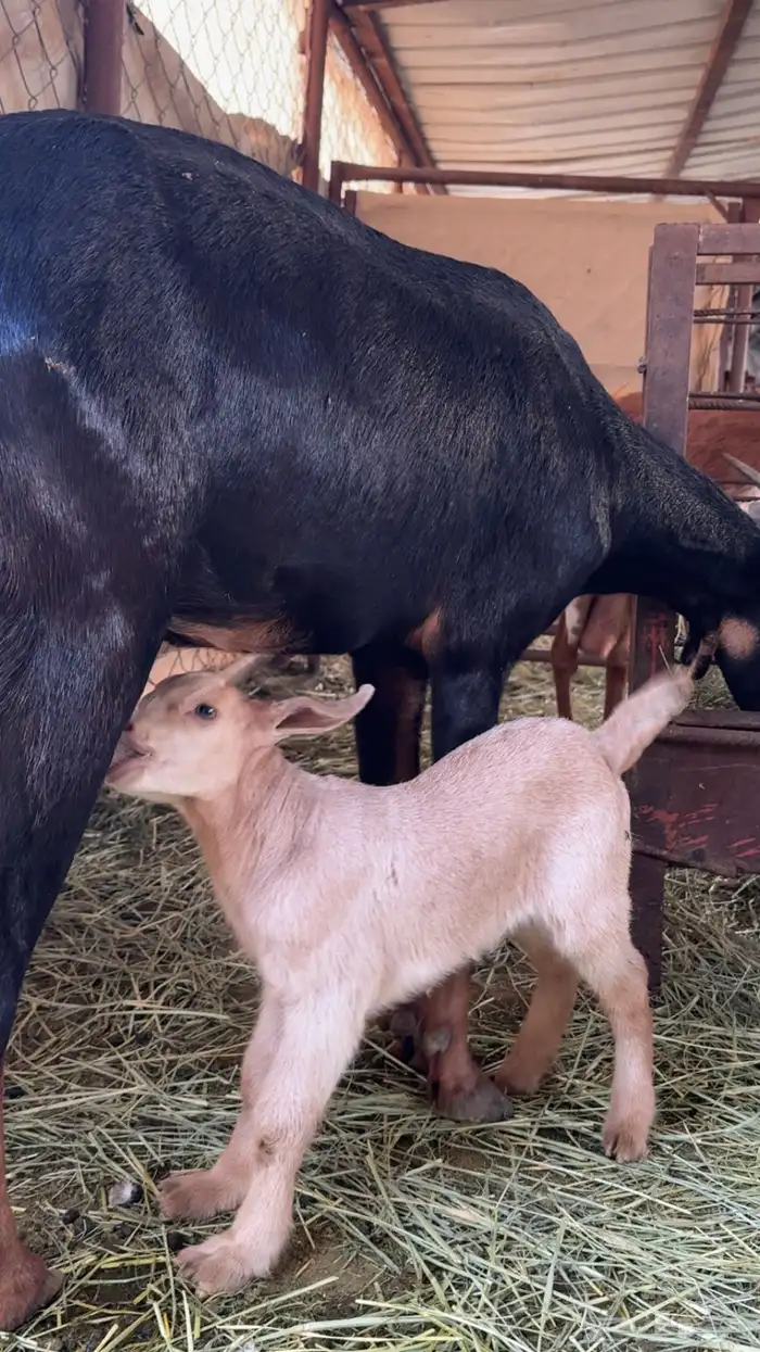 معزا حوو متابيع ( تم البيع ) 5