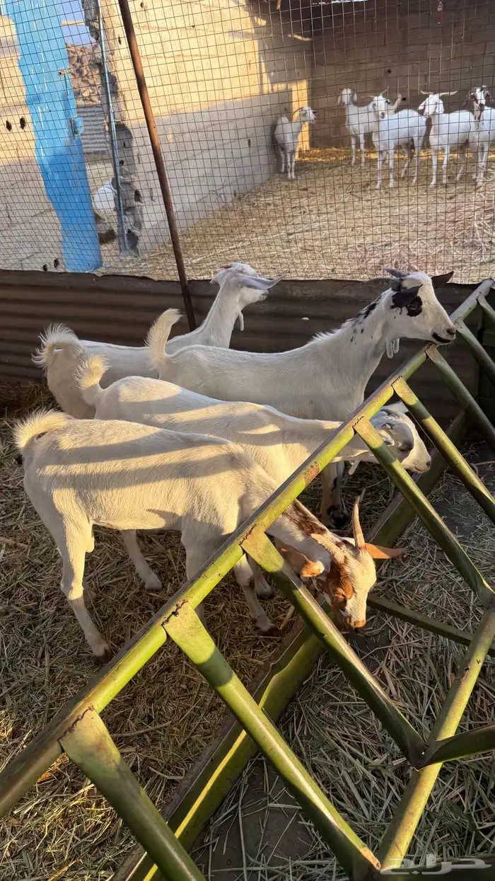 معزا بيشي وسوري 3