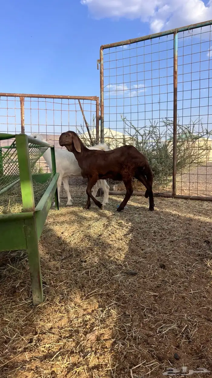 للبيع سواكنيه فاخره تم البيع 0