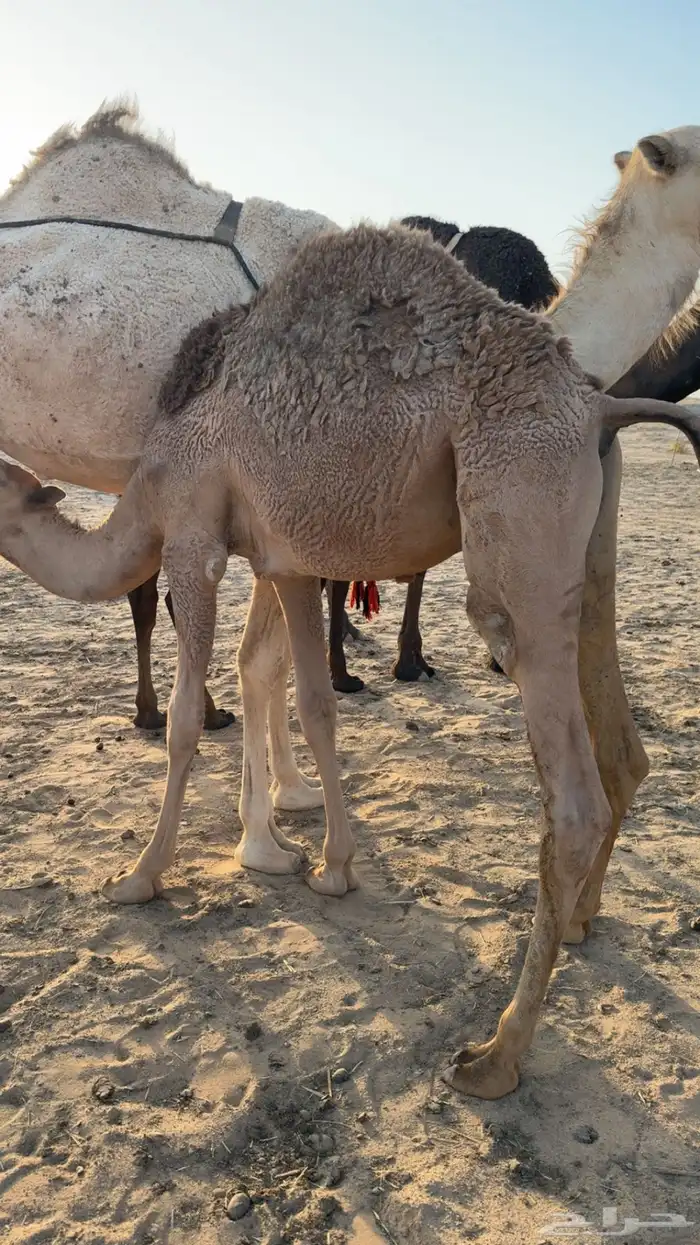 قعدا ن العدد اربعه 2