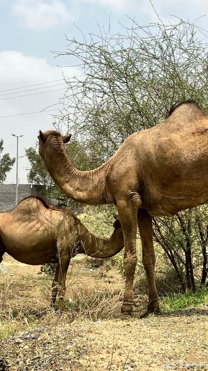 للبيعع 7