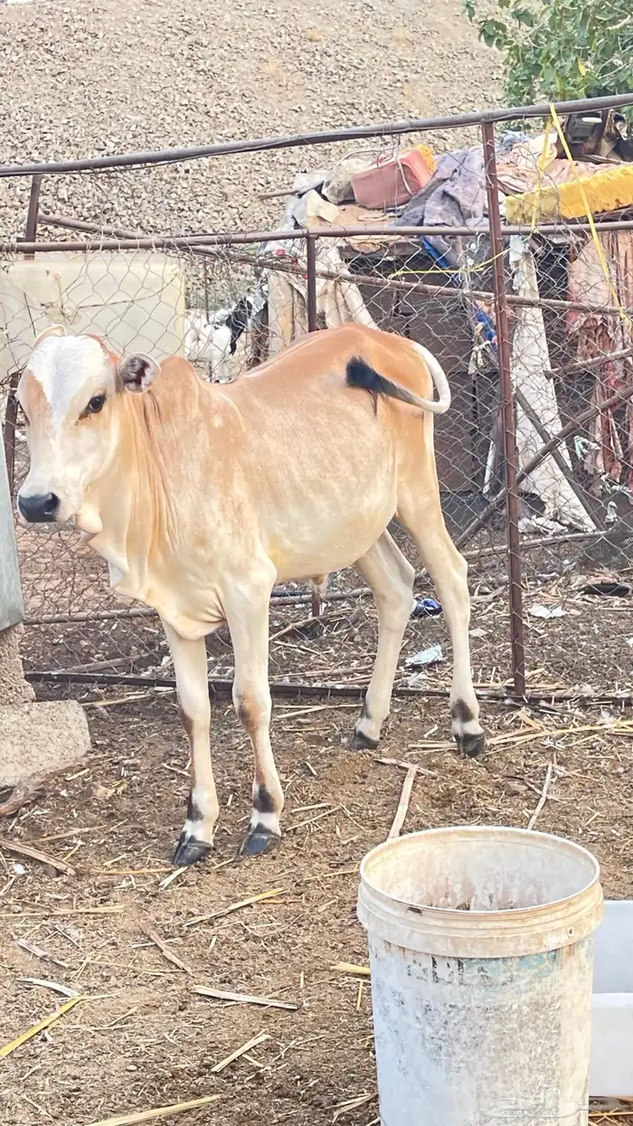 السلام عليكم ورحمة الله وبركاته النوع  حسيل 2