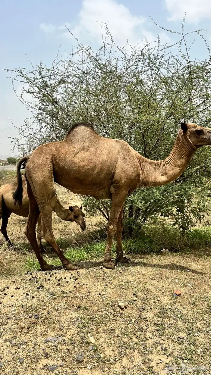 للبيعع 5