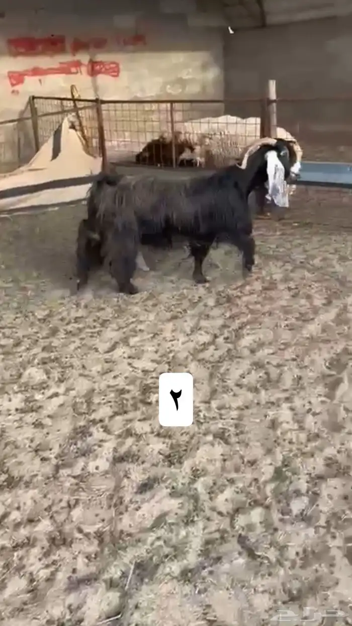 معزا حليب 1
