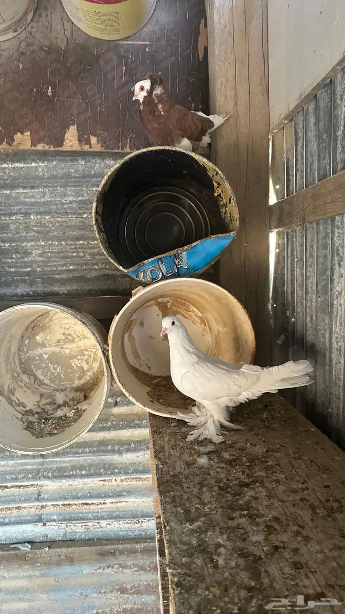 حمام للبيع زينه شرازي وبلجيكي وحب رمان ورقيص وبالون حاله من 28