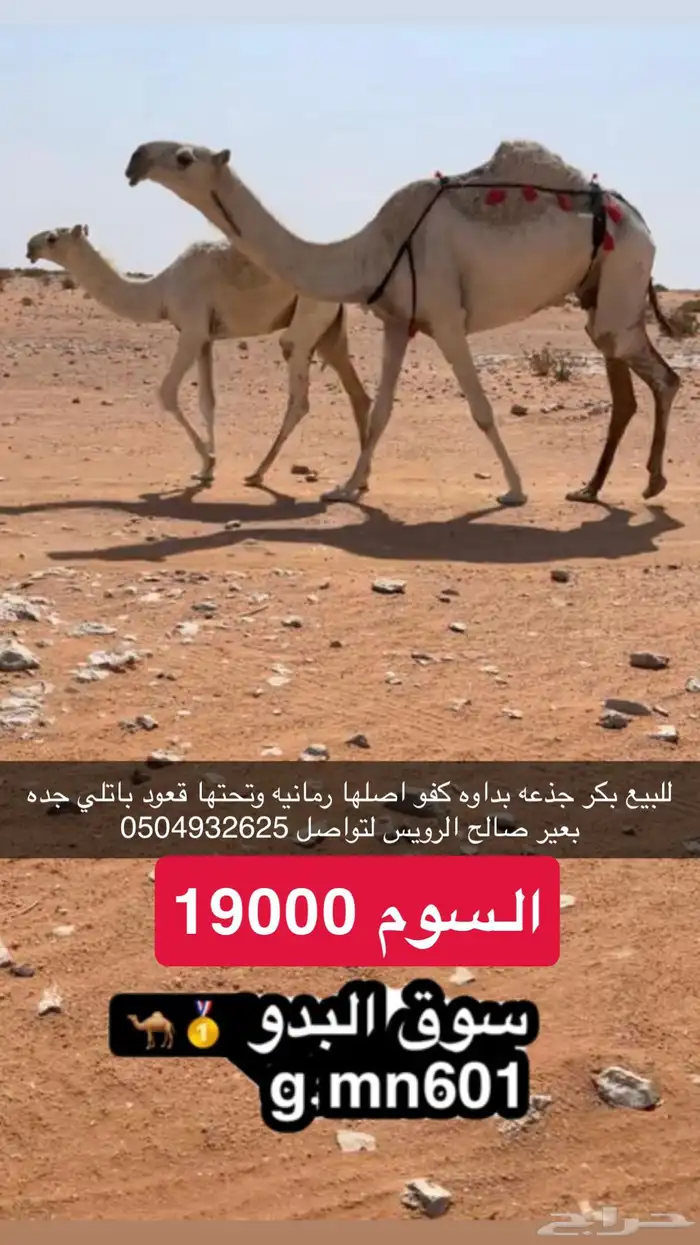 جذاعه بداوه اصلها رمانيه وتحتها قعود 0