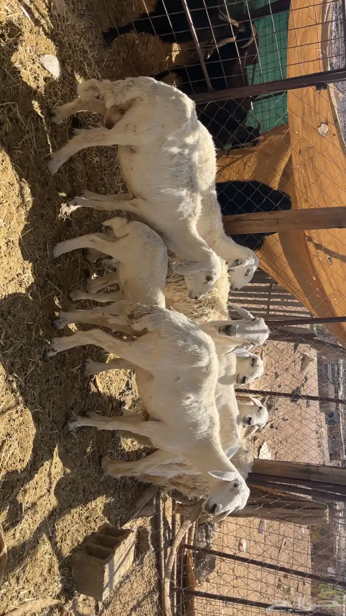 ضان حريات طيبات (تم البيع) 1