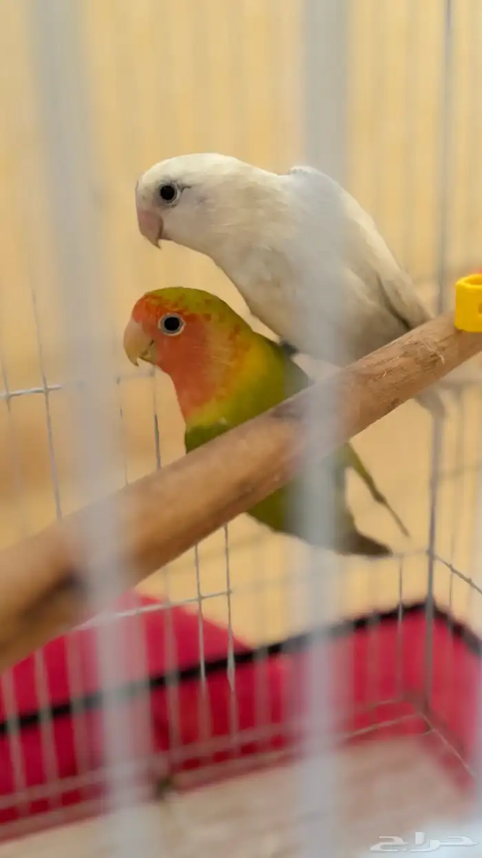 زوج روز منتج 1