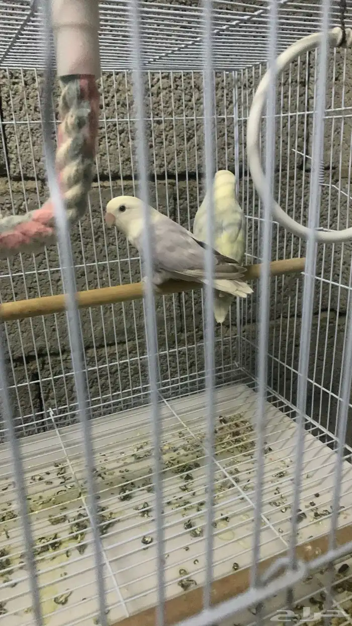 جوز روز بلد اوبلاين للبيع 1