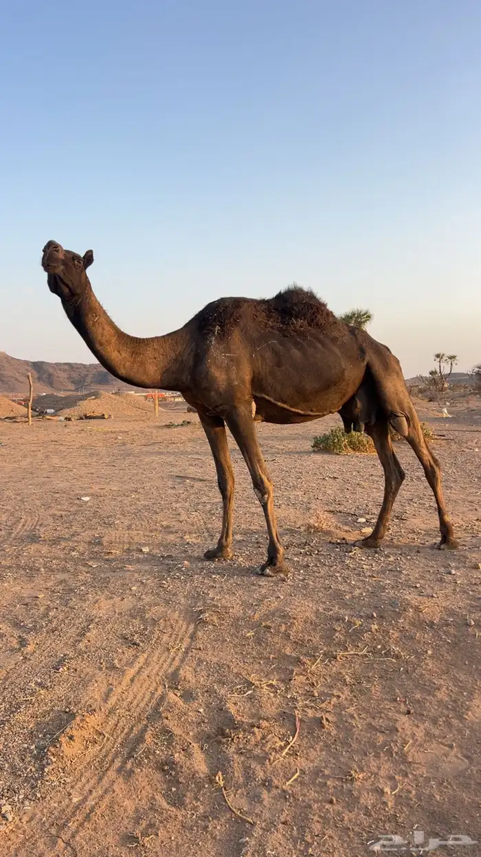 مجهم للبيع 0