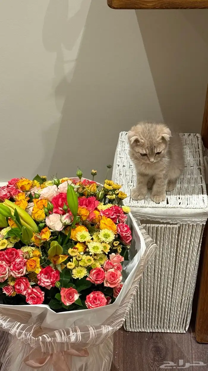قطه بسه 1
