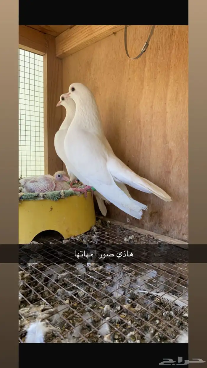 حمام صنعاني ابو شيبه 3