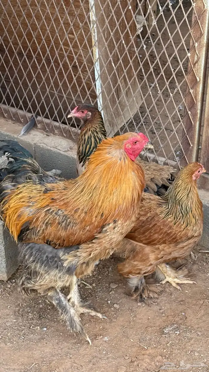 اعرض لكم طقم دجاج براهمه 0