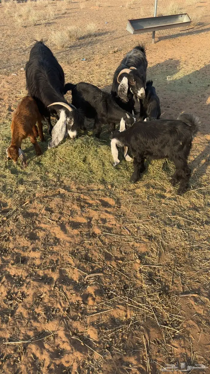 البيع 0