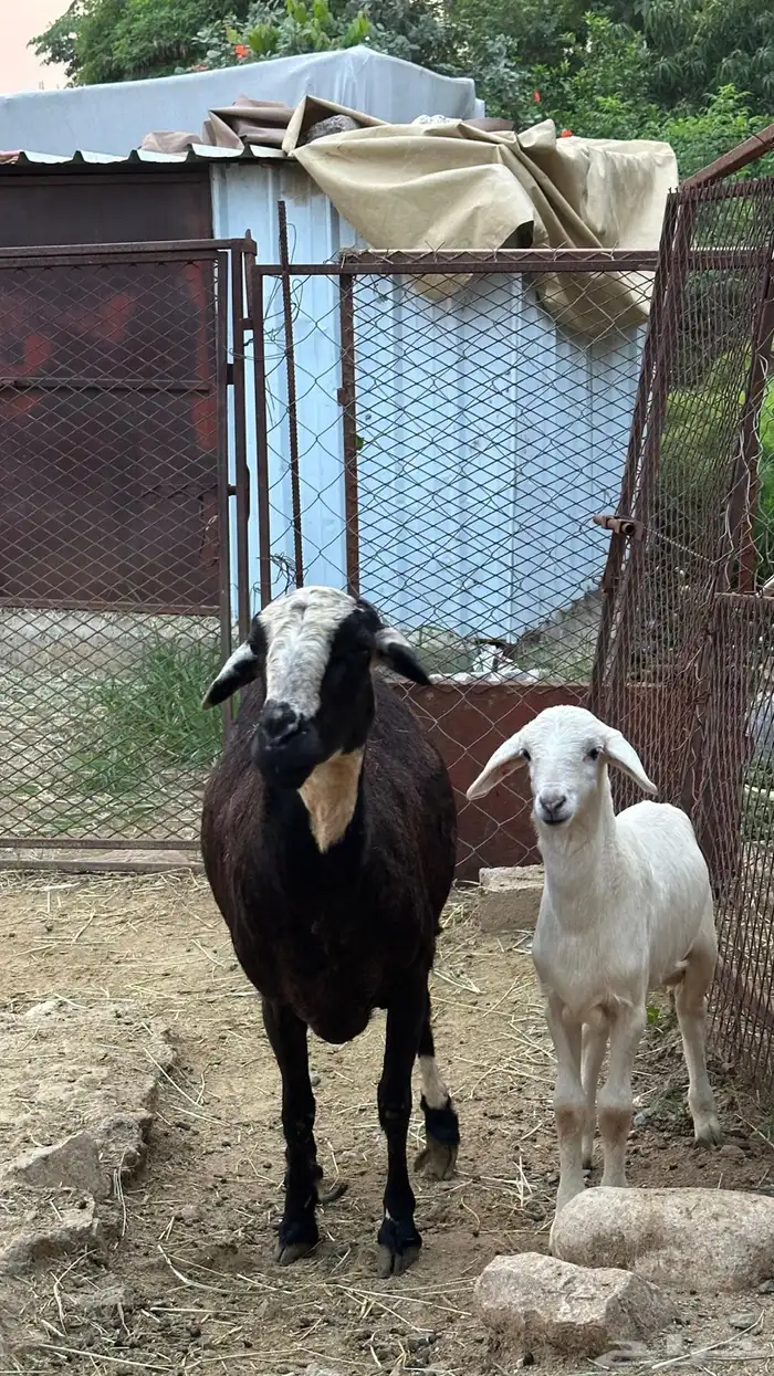نعجه حريه للبيع 3