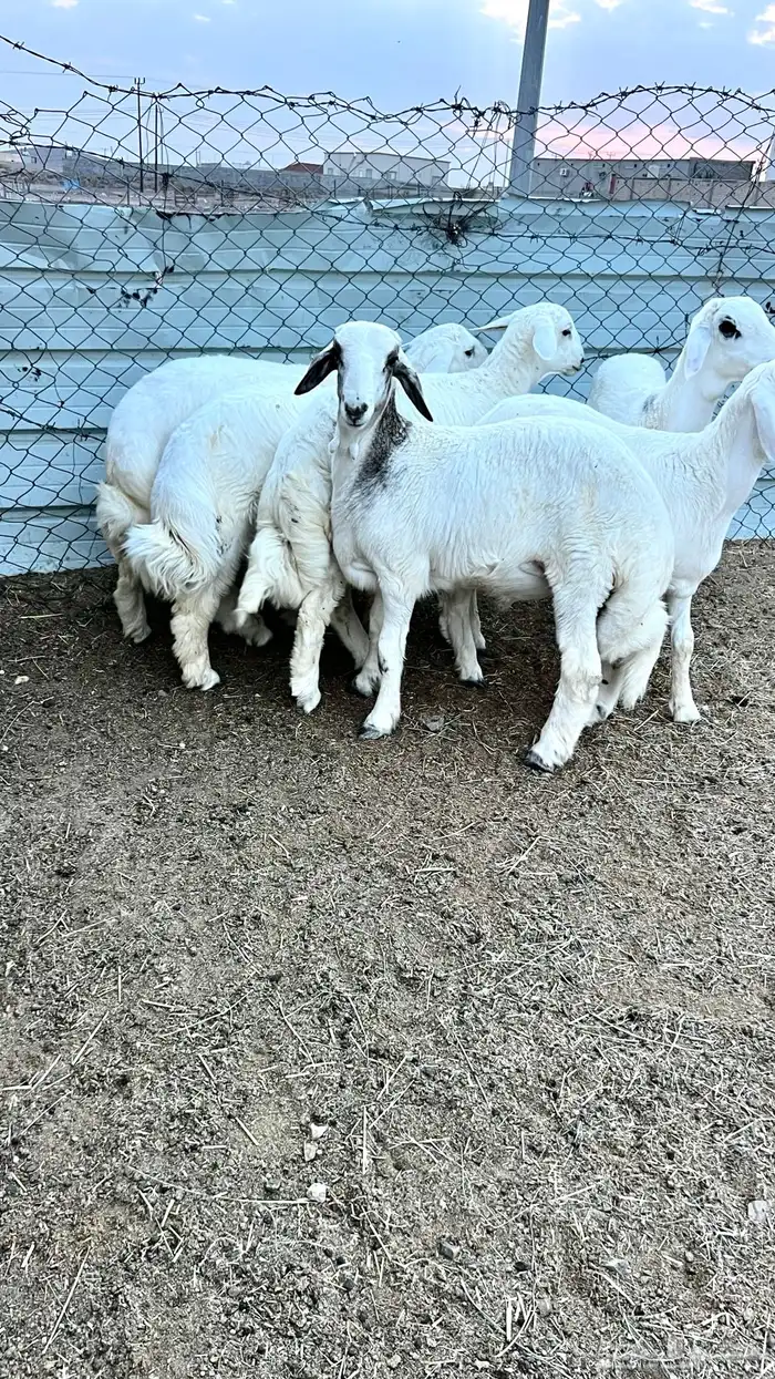 6طليان فيه رخل فل شحم وطراف ونظاف شرط (( تم البيع )) 1