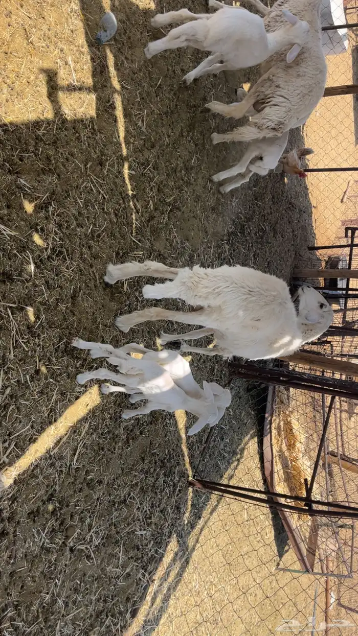 ضان حريات طيبات (تم البيع) 3