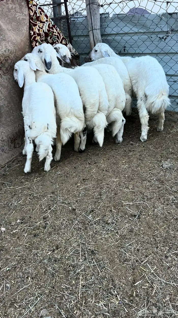 6طليان فيه رخل فل شحم وطراف ونظاف شرط (( تم البيع )) 0