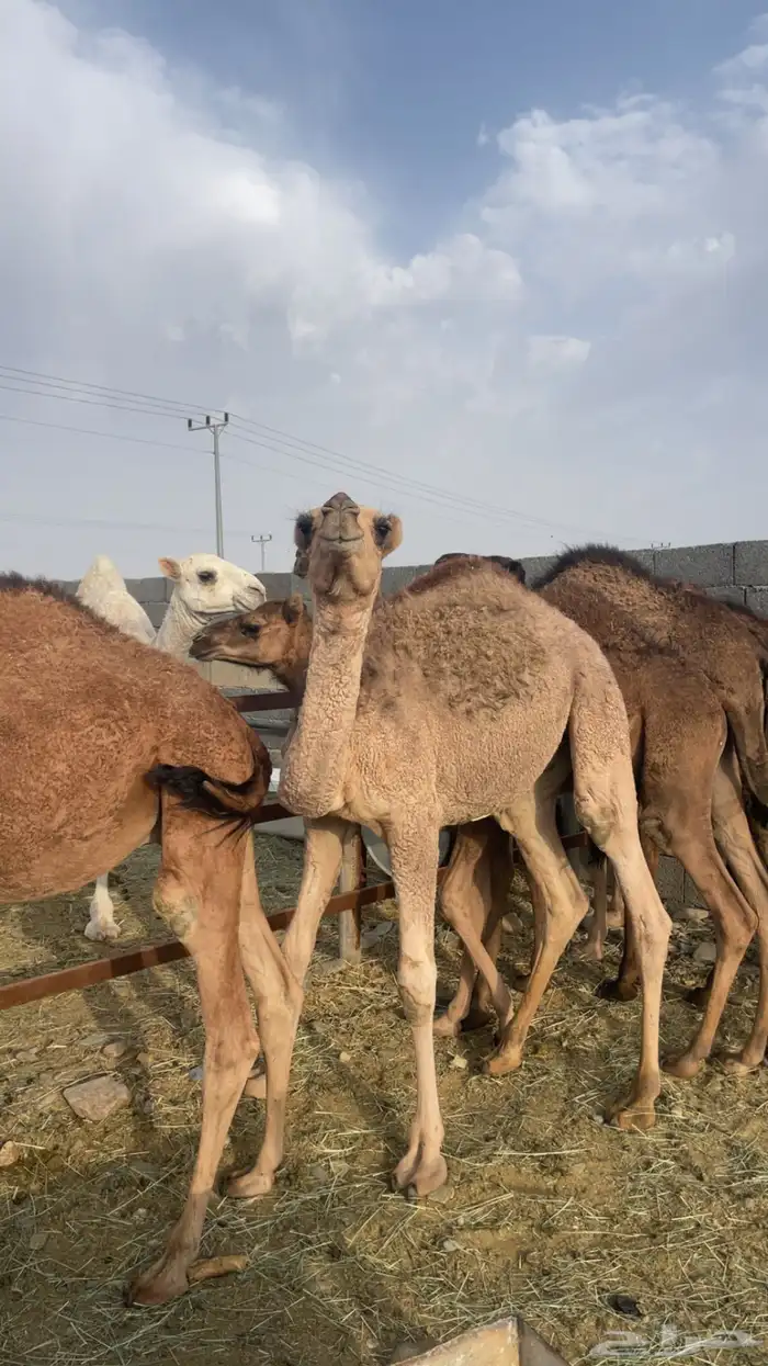 حشو مفاريد بريه( تم البيع ) 13