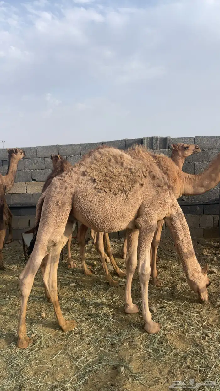 حشو مفاريد بريه( تم البيع ) 10