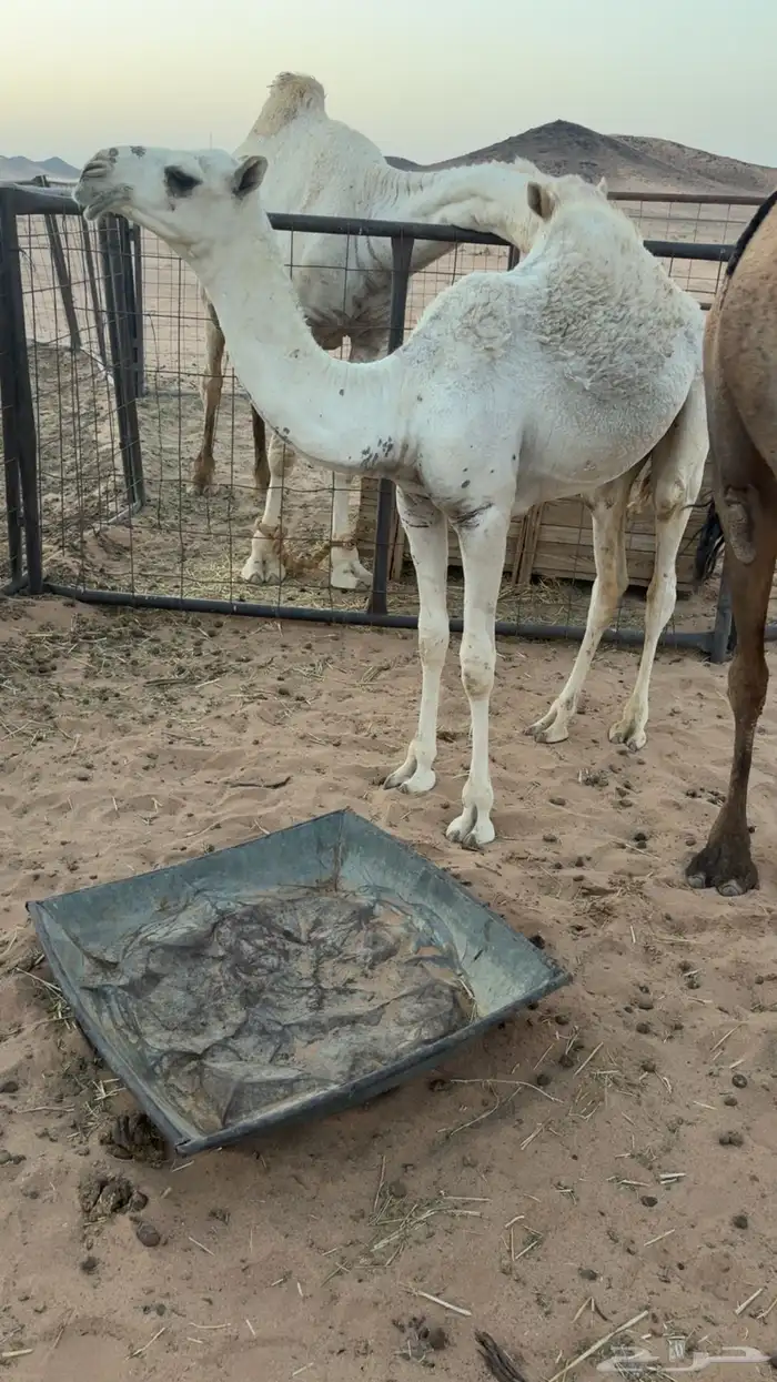 حواره مقنوي 0