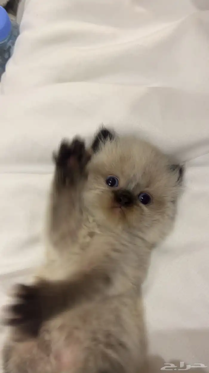 كيتن للبيع راغدول 1
