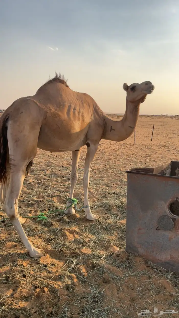 لبيع ناقه حايل رباع 2