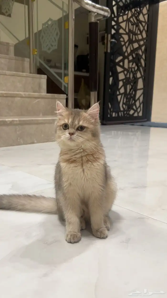 الأشقر سكوتش فولد   سكوش ستريت رقم التواصل 050564877 4