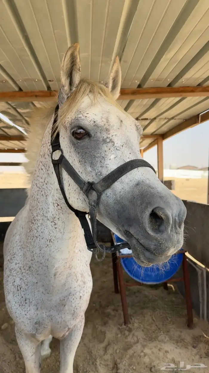 حصان شعبي فاخر 0