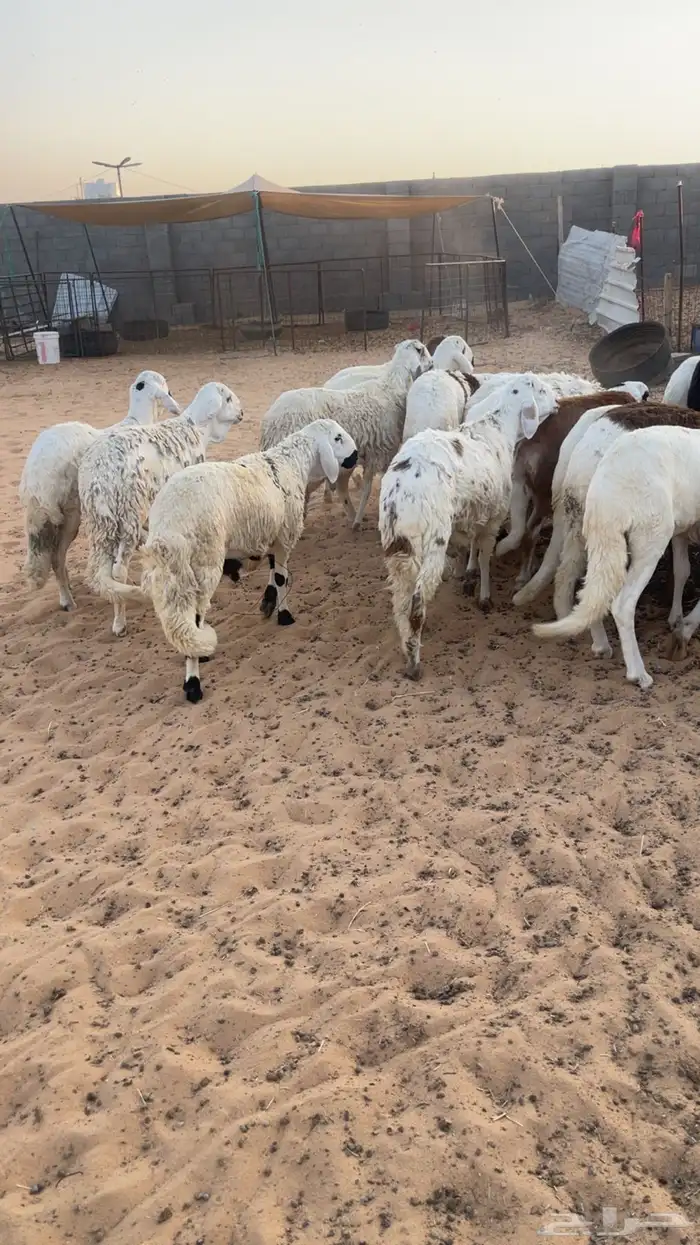 بهم سواكن 1
